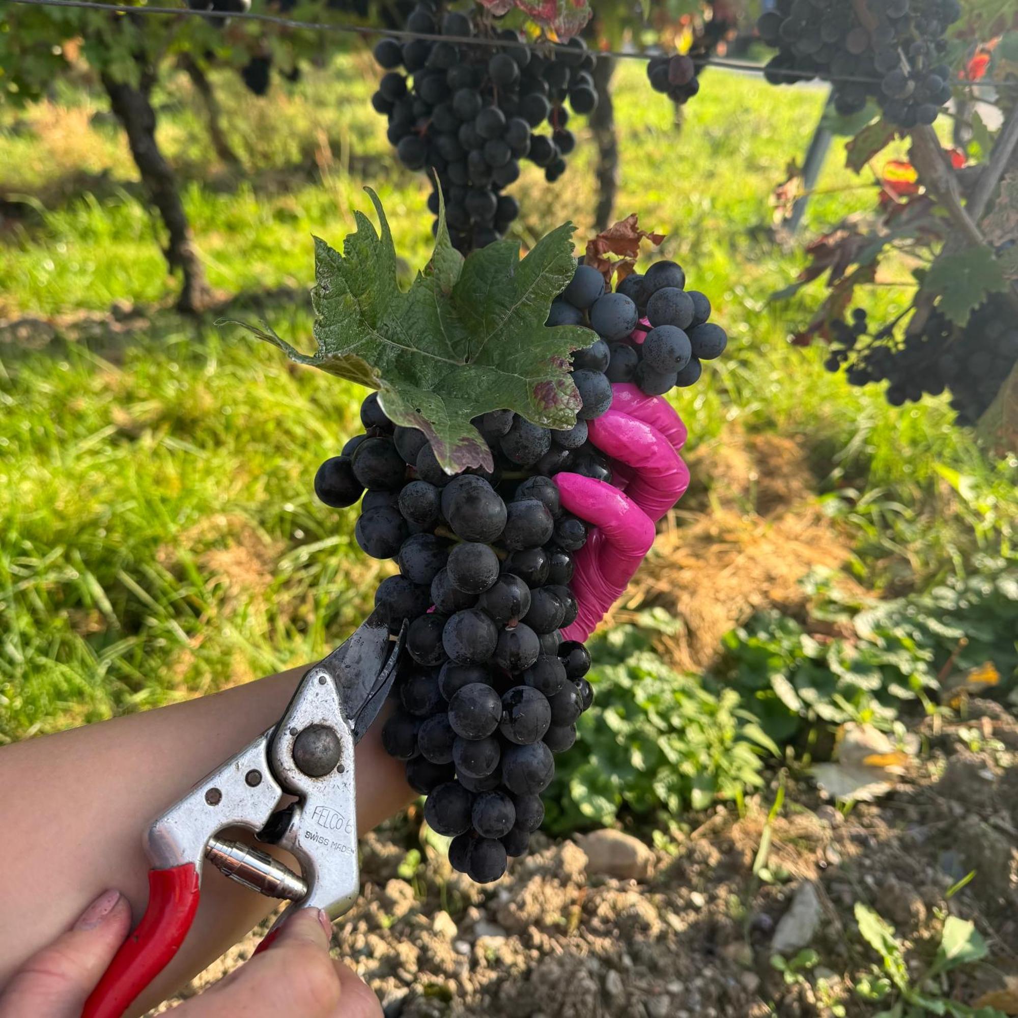 Weingut Tiliahof Bed & Breakfast Brauneberg Dış mekan fotoğraf