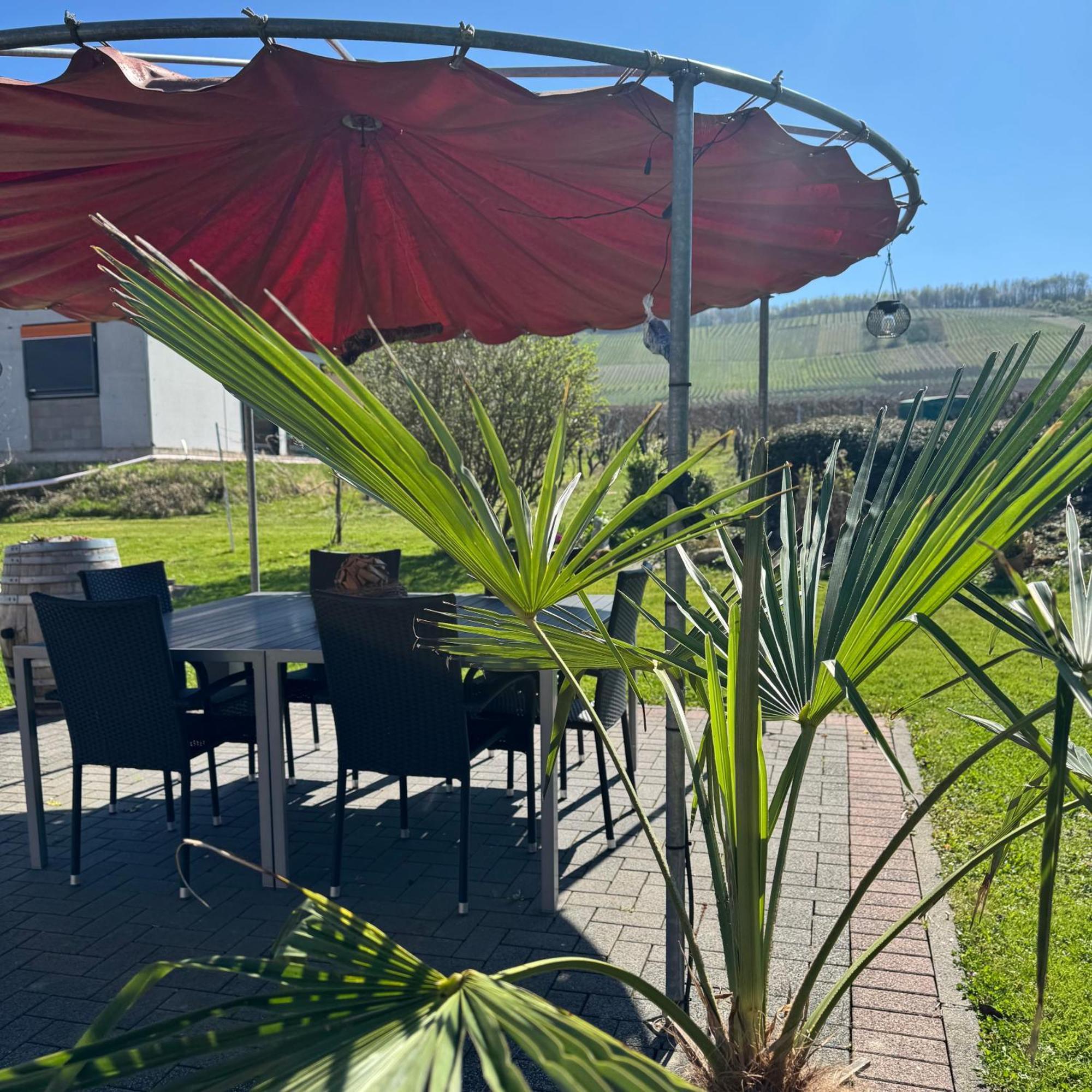 Weingut Tiliahof Bed & Breakfast Brauneberg Dış mekan fotoğraf