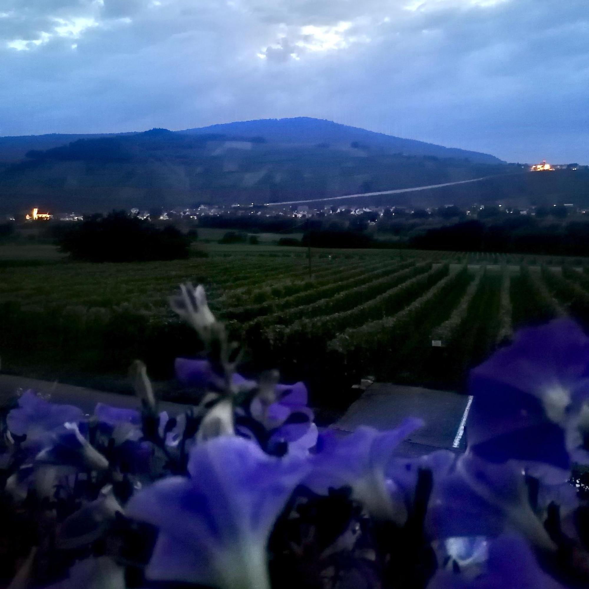 Weingut Tiliahof Bed & Breakfast Brauneberg Dış mekan fotoğraf